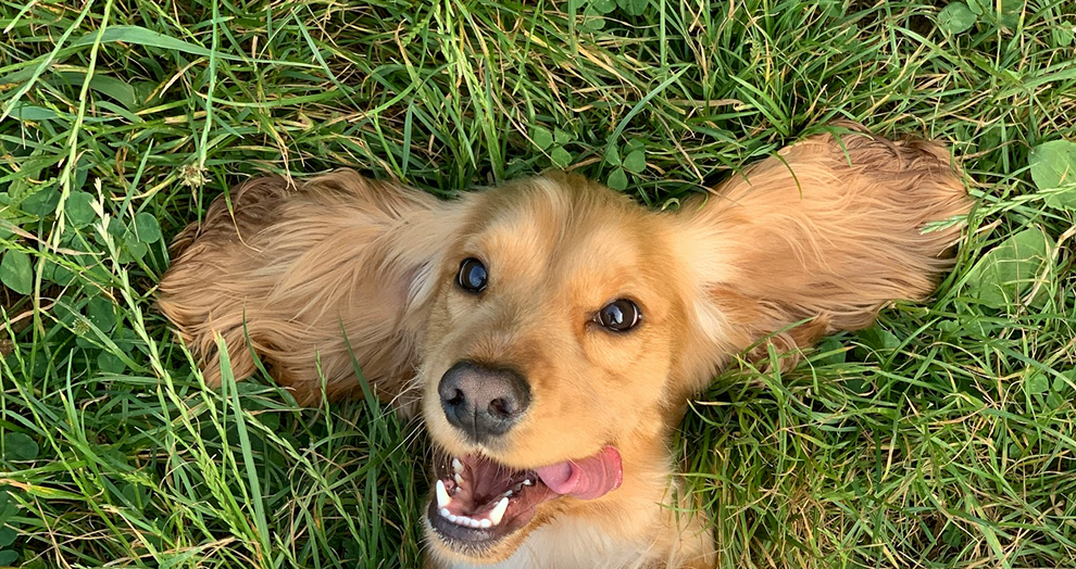 Happy dog, pet insurance