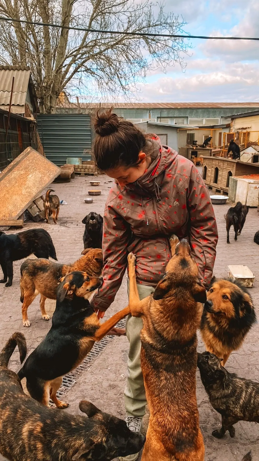 A volunteer feeding a group of street dogs
