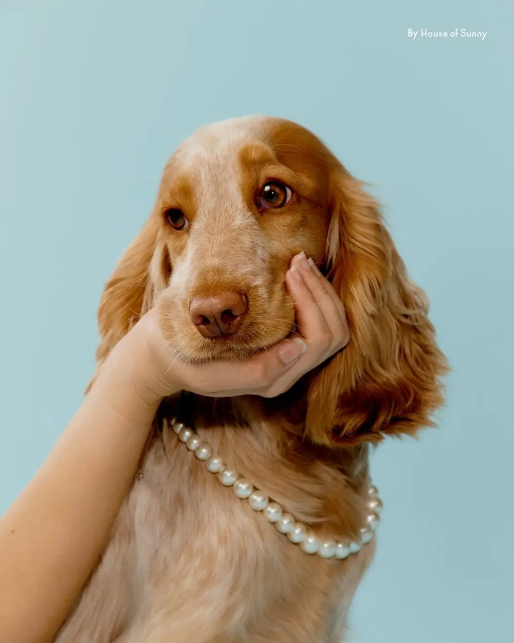 A spaniel resting its head on its owner’s hand