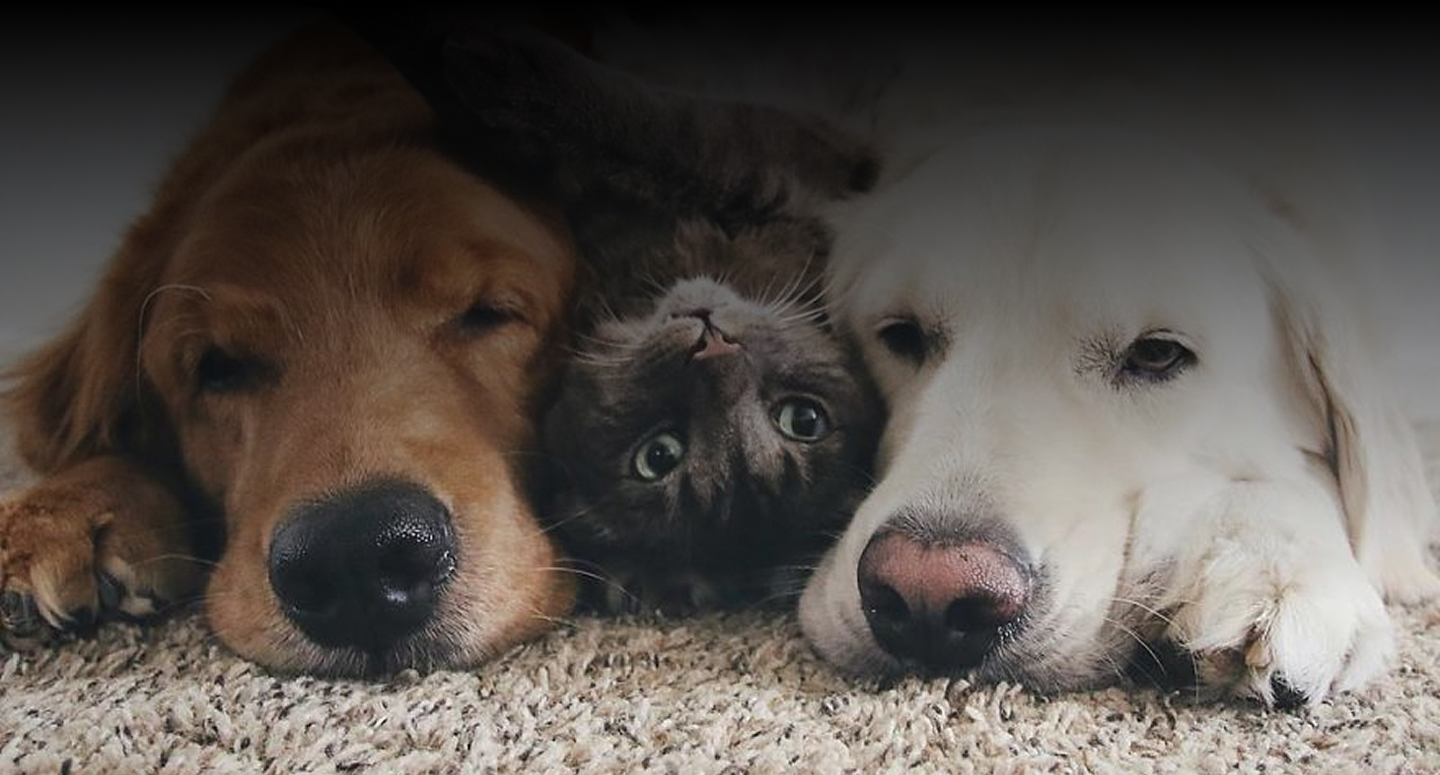 Pet adoption hero background