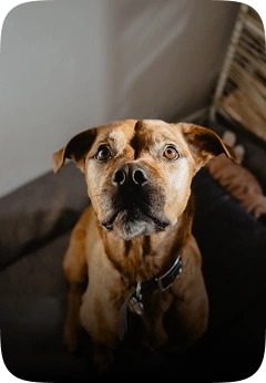 Senior Pet Care