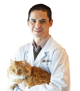 Veterinarian with cat