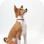 Plans that fit your pet illustration