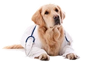 Spread awareness dog