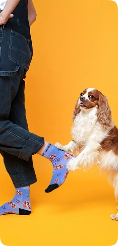 Dog helping image