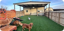 PawSafe Animal Rescue