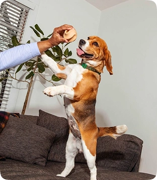 Bruno – Pune, Maharashtra