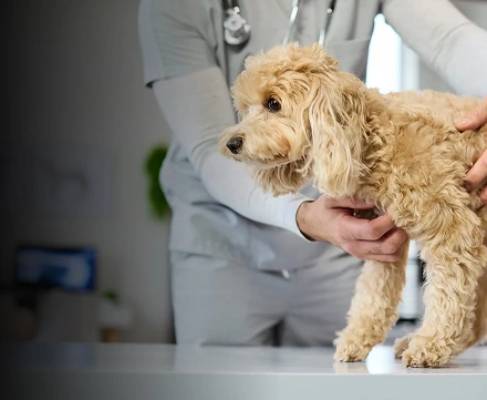 Veterinarian with dog