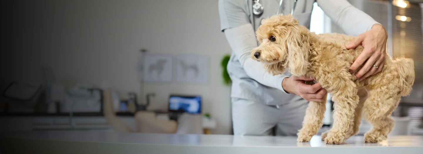 Veterinarian with dog