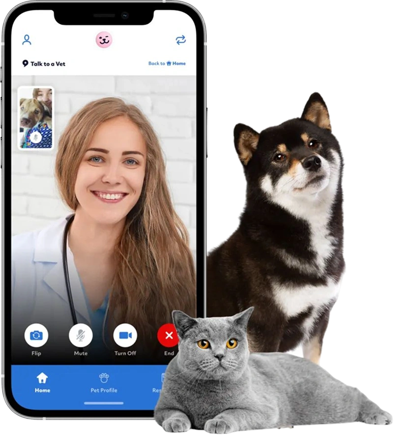 App interface showing vet consultation