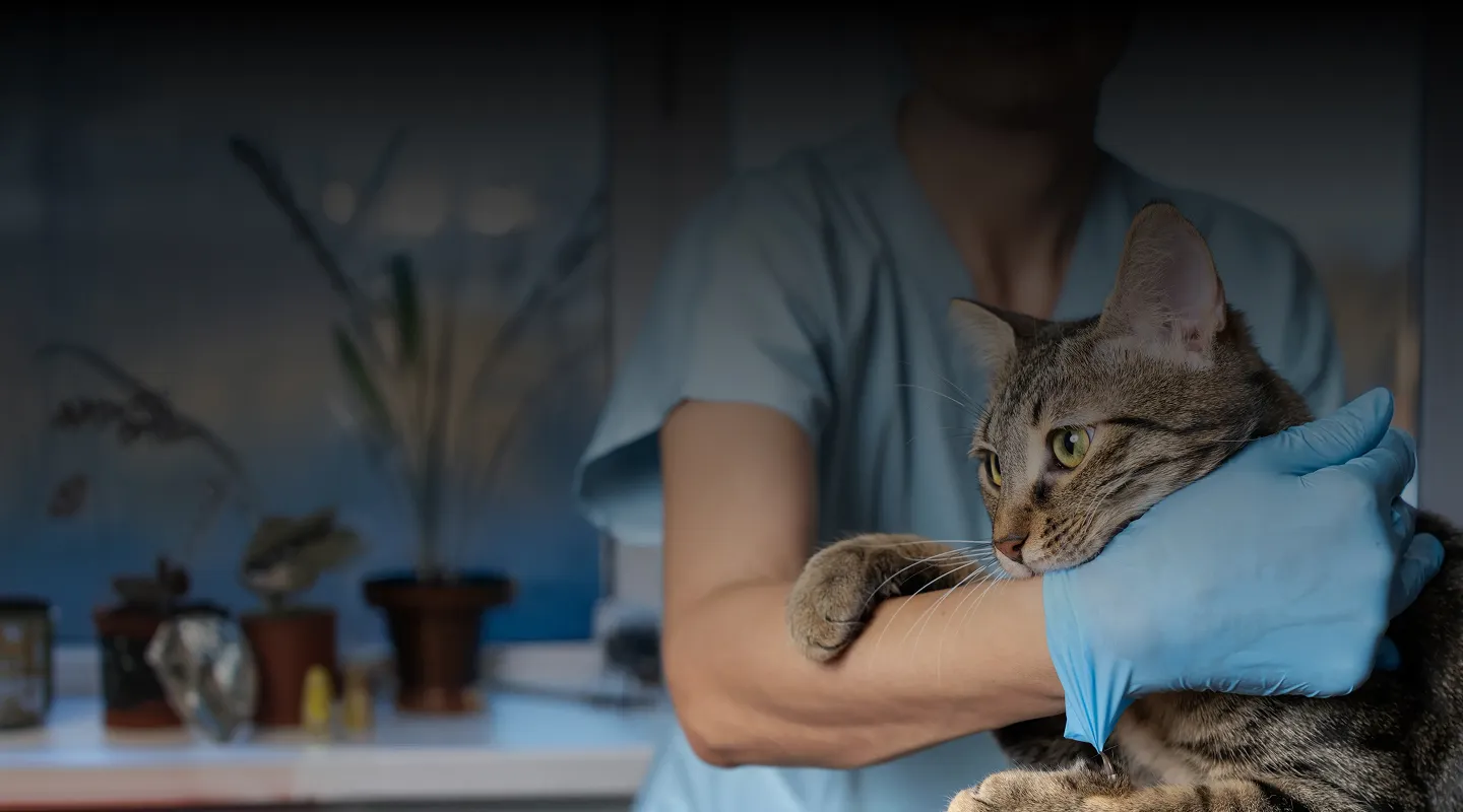 Vet examining a dog